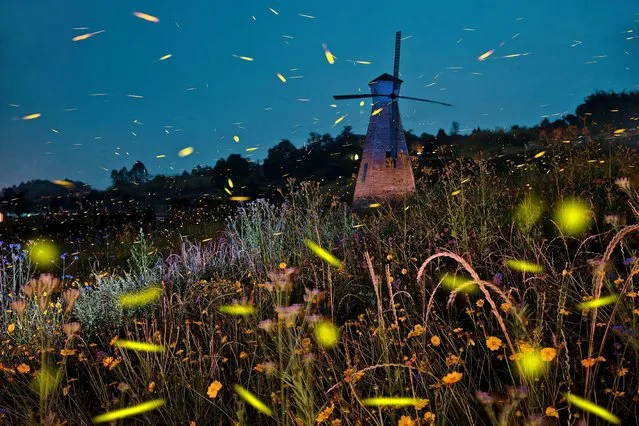 On a summer night on June 15, 2021, in the scenic area of Linggu Temple in Nanjing, Jiangsu, swarms of fireflies are flying in and out of the woods, and the little lights are as beautiful as stars, just like a fairy tale world. (Photo by Sipa Asia/Rex Features/Shutterstock)