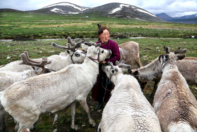 The Tsaatan people are one of the world’s last groups of nomadic reindeer herders and they live in Khövsgöl Aimag in northern Mongolia. They are originally from across the border in what is now the Tuva republic of Russia. (Photo by Pascal Mannaerts/Rex Feature/Shutterstock)