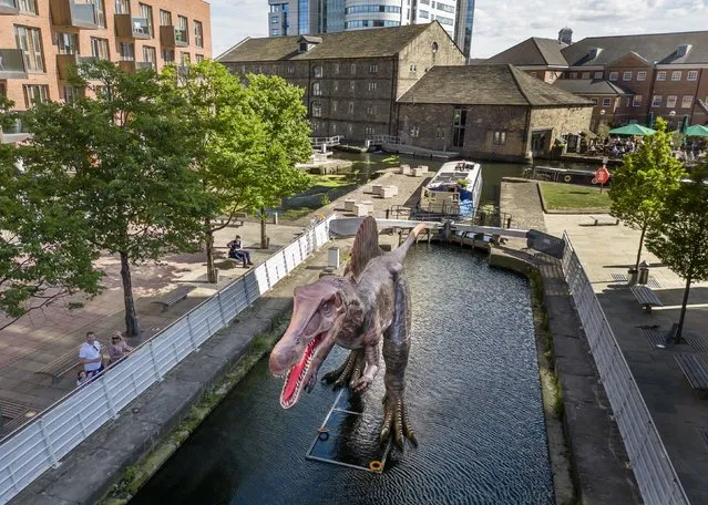 An animatronic Spinosaurus in the Leeds and Liverpool Canal at Granary Wharf in Leeds during the Leeds Jurassic Trail on Thursday, August 4, 2022. (Photo by Danny Lawson/PA Images via Getty Images)