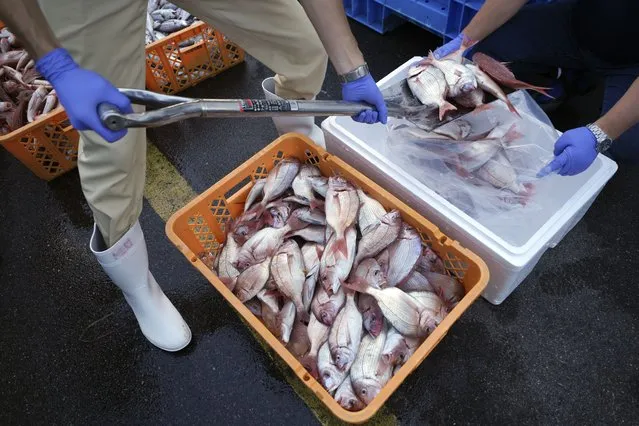 Local staff encase the sample fish to a cold box for a team of experts from the International Atomic Energy Agency (IAEA) with scientists from China, South Korea and Canada at Hisanohama Port  in Iwaki, northeastern Japan Thursday, October 19, 2023. A team of experts from the International Atomic Energy Agency (IAEA) is visiting Fukushima for its first marine sampling mission since the Fukushima Daiichi nuclear power plant started releasing the treated radioactive wastewater into the sea. (Photo by Eugene Hoshiko/AP Photo)