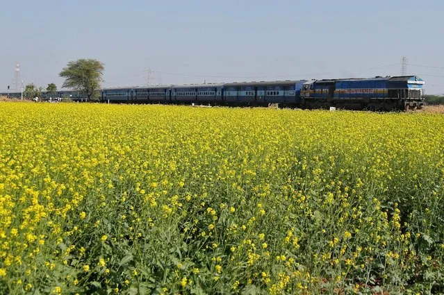 A passenger train moves past a mustard field on the outskirts of Ajmer, India December 28, 2016. (Photo by Himanshu Sharma/Reuters)