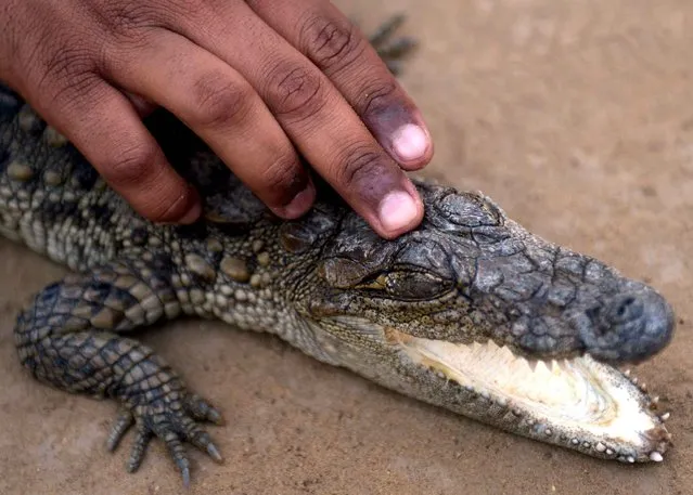 A Pakistani employee shows a crocodile hatchling to unseen visitors at the Wildlife Experience Centre in Karachi on December 8, 2013. Newborn hatchlings are approximately 22cm long and weigh around 60g. (Photo by Rizwan Tabassum/AFP Photo)