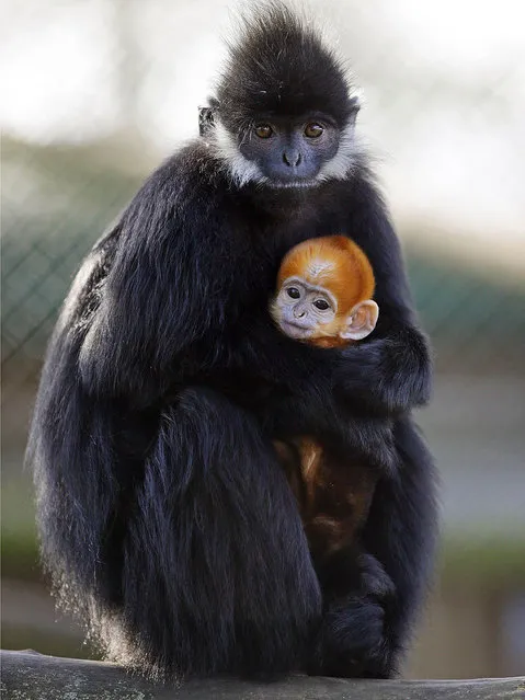 A male and as yet unnamed Francois' Langur monkey infant is held by his mother Ena, as he makes his public debut, at Howletts Wild Animal Park in Bekesbourne, England, Wednesday, February 17, 2016. (Photo by Gareth Fuller/PA Wire via AP Photo)