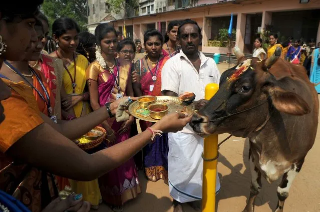 Indian women offer “aarthi” to a cow during celebrations of the Tamil harvest festival, Pongal at a college in Chennai on January 11, 2017. (Photo by Arun Sankar/AFP Photo)