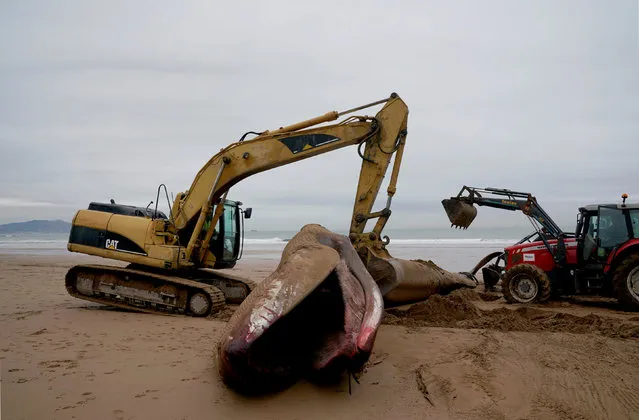 A 16,70-metre long fin whale that beached itself on Sunday following heavy storms in the Bay of Biscay is removed by diggers at Sopela Beach, near Bilbao, Spain, February 4, 2019. (Photo by Vincent West/Reuters)