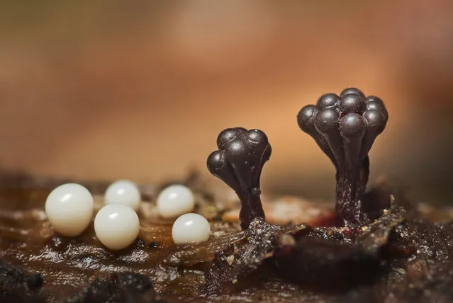 These may look like alien creatures from another planet, but the odd organisms are, in fact, colorful, microscopic life forms found in our forests. The bizarre slime molds, known as mycetozoa or fungus animals, were captured by geologist Valeriya Zvereva. (Photo by Valeriya Zvereva/Caters News)