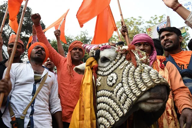 Indian activists from the Bharatiya Gau Kranti Manch group shout slogans against the killing of cows and in favour of honouring them during a protest in New Delhi on February 28, 2016. The organisation has demanded that the Indian government to declare cows as the “Mother of the Nation”, and to protect them as symbols of religious faith for millions of Hindus. (Photo by Sajjad Hussain/AFP Photo)
