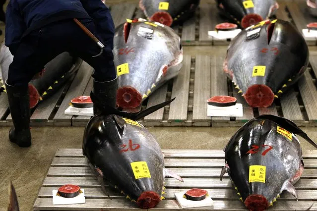 A wholesaler checks the quality of fresh tunas displayed at the Tsukiji market before the New Year's auction in Tokyo. (Photo by Yuya Shino/Reuters)