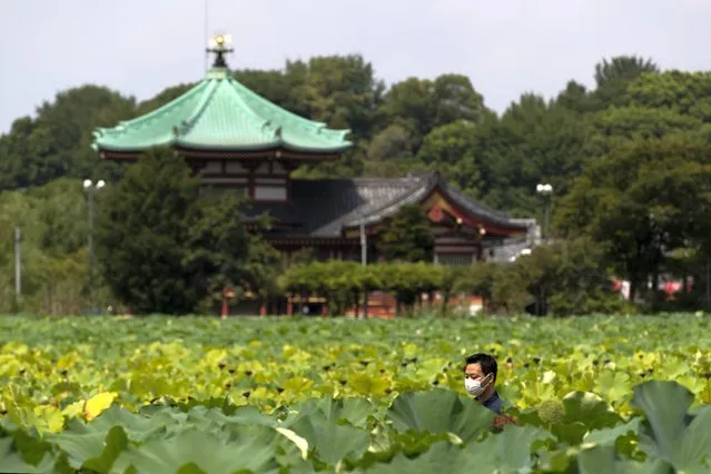 A man wearing a face mask to help curb the spread of the coronavirus walks on a path running through a pond filled with lotus plants at the Ueno Park in Tokyo, Friday, August 27, 2021. (Photo by Hiro Komae/AP Photo)
