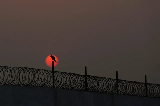 A bird sits on a fence during the last sunset of 2016 in Karachi ,Pakistan, December 31, 2016. (Photo by Akhtar Soomro/Reuters)
