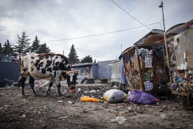 A cow eats trash bags from a bin near Kutaisi, Georgia on Tuesday, January 16, 2024. (Photo by James Manning/PA Images via Getty Images)