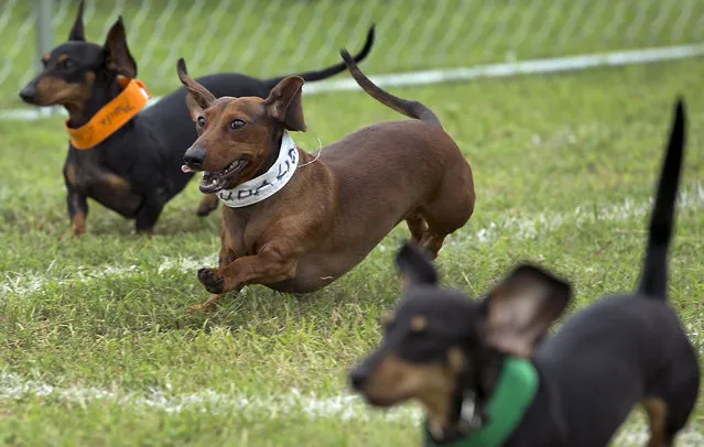 Dogs vie for top honors in this year's race as 13 different heats determined the finals. The 18th Annual Buda County Fair and Weiner Dog Races was held at city park in Buda Sunday April 26, 2015 sponsored by the Lions Club. (Photo by Ralph Barrera/Austin American-Statesman)