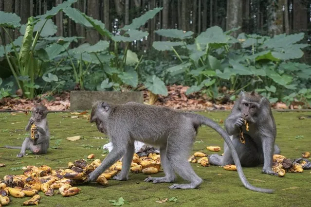 Monkeys eats bananas in Bali, Badung, Indonesia on September 6, 2021. Sangeh Monkey Forest to open donation to help feeding about 600 resident monkeys of Long-Tailed Macaque (Macaca fascicularis). During Indonesia Covid-19 Emergency Community Activities Restriction (PPKM) implementation, Sangeh Monkey Forest had to closed from tourism and affects on monkey-feeding cost decreasing, which cost about IDR 500.000 (35 USD) per day. (Photo by Dicky Bisinglasi/ZUMA Press Wire/Rex Features/Shutterstock)