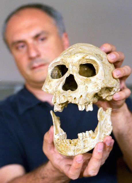 David Lordkipanidze of the Georgian Academy of Sciences shows a 1.75-million-year-old skull and jawbone excavated near the town of Dmanisi, some 85 kms south west of Tbilisi, Georgia, in this July 8, 2002 file photo. Scientists said in a study published March 9, 2016, the advent of meat-eating combined with the use of simple tone tools to make food easier to consume meant that members of the human lineage about 2.5 million years ago all of a sudden had less need for chewing. (Photo by David Mdzinarishvili/Reuters)
