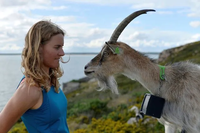Goat herder Melissa Jeuken looks at a goat named Norma from her herd of “Old Irish Goats”, a breed introduced to Howth Hills in a bid to reduce wildfires and to protect species from going extinct, in County Dublin, Ireland, September 28, 2021. (Photo by Clodagh Kilcoyne/Reuters)