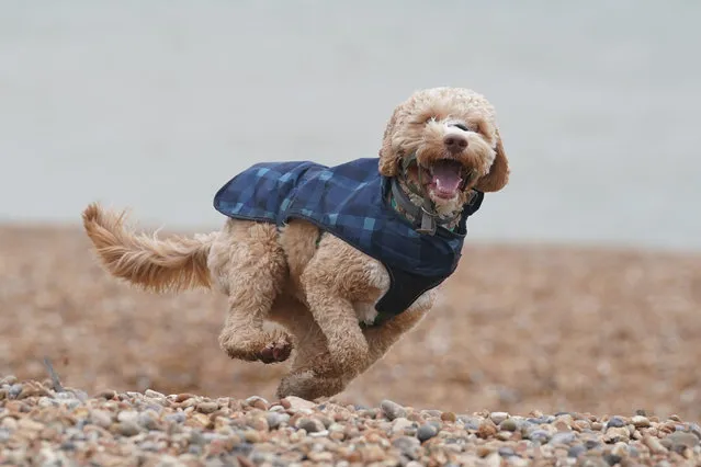 A dog enjoys the windy weather on Folkestone beach in Kent, UK on Monday, February 26, 2024. (Photo by Gareth Fuller/PA Images via Getty Images)