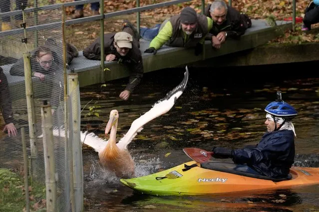 Zoo curators try to catch a pelican in order to move it into its winter enclosure at the zoo in Liberec, Czech Republic, Tuesday, November 16, 2021. With the winter cold in the northern hemisphere approaching, keepers at the Liberec Zoo in northern Czech Republic are giving their 10 great white pelicans a helping hand to find their way to somewhere warmer. 
In the wild, the big water birds would migrate thousands of miles south to warmer climes every autumn, but that is not an option for these birds. So, as temperatures drop by the day, it’s the right time for action for more than a dozen keepers. On Tuesday, they were busy, chasing the pelicans in two kayaks and a boat on a lake in an effort to round them up and move them to a heated indoor enclosure within the zoo. Once the pelicans were on land, keepers were able to gather them up and carry them to their winter quarters. To avoid injuring the birds, they handled them only with their bare hands – not an easy task given the wingspan of the pelicans surpasses 3 meters (over 10 feet) and their weight reaches 15 kilograms (33 pounds). Once the winter is over, the birds will be returned to their open-air enclosure. (Photo by Petr David Josek/AP Photo)