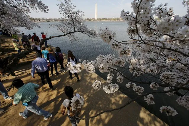 Visitors walk along the Tidal Basin to look at the cherry blossoms in Washington March 24, 2016 (Photo by Jonathan Ernst/Reuters)