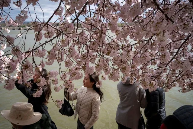 Visitors take pictures beneath the cherry blossoms along the Tidal Basin in Washington, on March 19, 2024. (Photo by Bonnie Cash/Reuters)