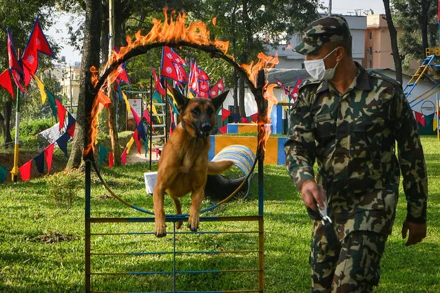 A Nepal Army dog handler with his dog display training skills during an event to mark the Hindu Tihar festival similar as Diwali at the Nepal Army Police Dog Training School in Sano Thimi on the outskirts of Kathmandu on November 3, 2021. (Photo by Prakash Mathema/AFP Photo)