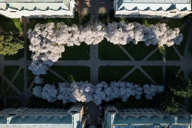 A drone view of cherry blossom trees at The Quad on the University of Washington campus in Seattle, Washington, on March 19, 2024. (Photo by Matt Mills McKnight/Reuters)