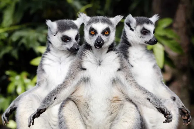 A group of ring-tailed lemurs from Madagascar show themselves for the first time outside the enclosure in Avifauna Bird Park in Alphen aan den Rijn, The Netherlands, 09 April 2014. The park remains the first and largest bird park in the Netherlands, but has added other animals to its unique collection. (Photo by Bas Czerwinski/EPA)