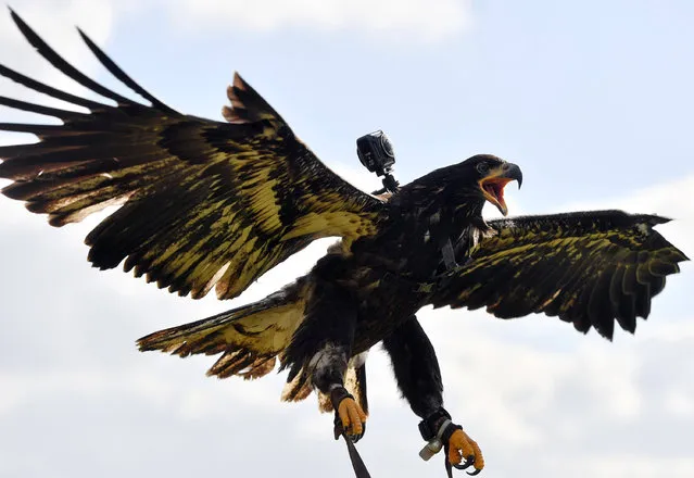 With a 360-degree camera on the back, the Whitehaupteeadler “Manitu” lands on March 10, 2017 in the falconry Herrmann in Plauen (Saxony), Germany. The camera records the flight of the birds of prey. Subsequently, the film sequences are edited and cut. The finished films from the point of view of the eagle can then be viewed on mobile terminals or via 3D glasses. (Photo by Hendrik Schmidt/DPA)