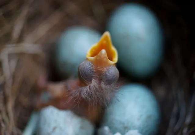 A newly hatched blackbird chick opens his beak alongside three other eggs in a nest in Frankfurt am Main, western Germany on April 13, 2014. (Photo by Arne Dedert/AFP Photo/DPA)