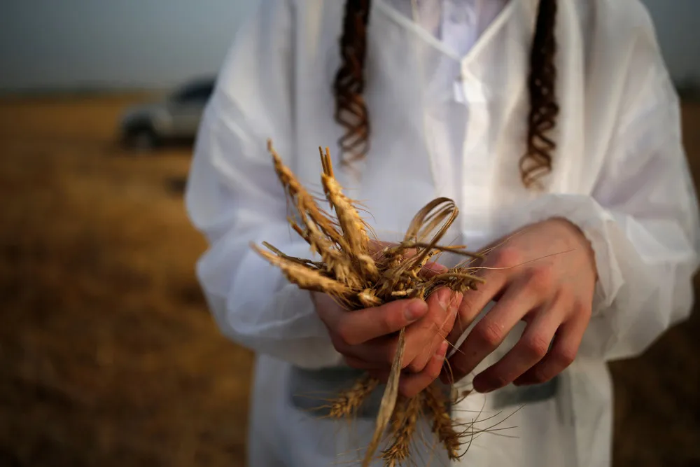 Wheat on Passover