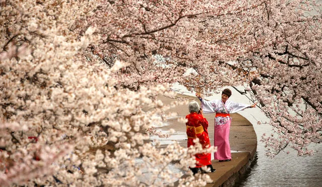 Women in kimonos take photos under the cherry blossoms along the Tidal Basin on a misty morning in Washington, U.S., March 27, 2017. (Photo by Kevin Lamarque/Reuters)