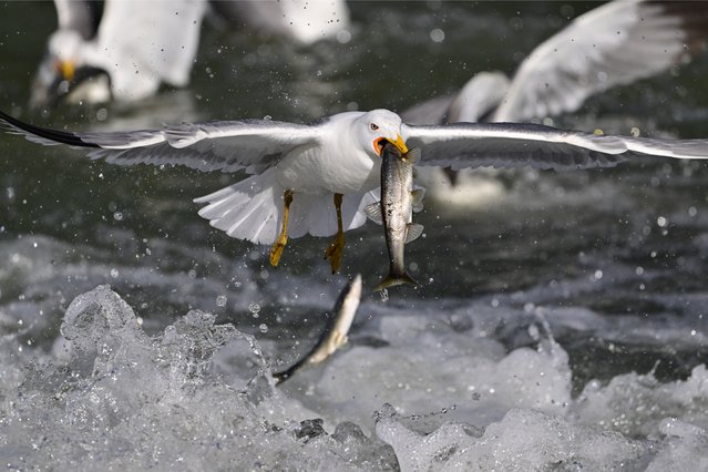 A seagull feeds by hunting pearl mullets that migrate to fresh waters by swimming against the flow to breed in at Lake Van basin in Van, Turkiye on May 26, 2024. The pearl mullet is an endemic species that lives only in Lake Van and is banned to be hunted because it migrates to fresh waters every year during the breeding period. (Photo by Ali Ihsan Ozturk/Anadolu via Getty Images)