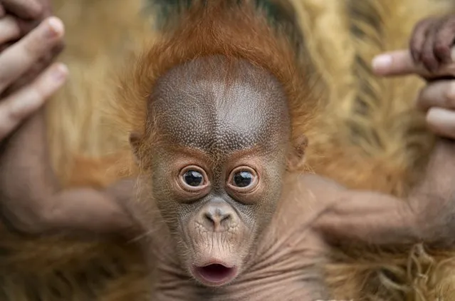 Two-month-old Roux goes through his “baby bootcamp” exercises with Kelsey Forbes, assistant curator of primates at the Audubon Zoo in New Orleans, on Tuesday, February 22, 2022. The exercises are to help the prematurely born orangutan with grip strength and stamina in preparation for his reintroduction to his entire family. (Photo by Chris Granger/The Times-Picayune/The New Orleans Advocate via AP Photo)