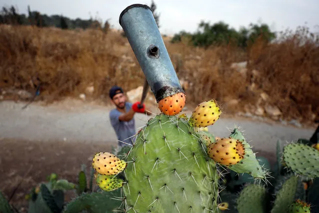 A Palestinian man picks up prickly pears at a farm in the village of Nilin near Ramallah, in the Israeli-occupied West Bank on August 5, 2019. (Photo by Mohamad Torokman/Reuters)