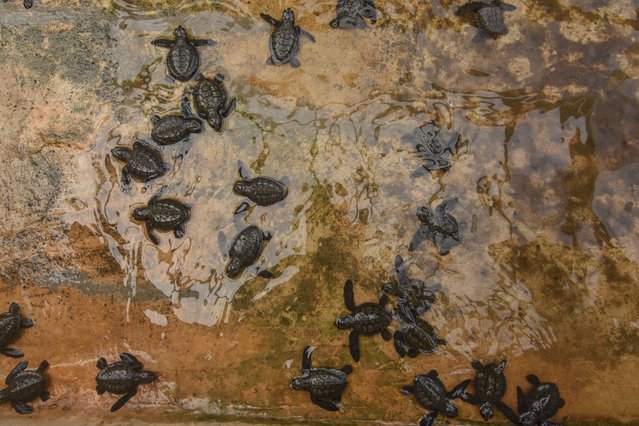 In the context of World Environment Day and preserving its endangered habitat, a number of residents released 112 hawksbill turtle hatchlings or Eretmochelys imbricata on the coast of South Banawa subdistrict, Donggala Regency, Central Sulawesi, Indonesia on Wednesday, June 5, 2024. (Photo by Adi Pranata/ZUMA Press Wire/Rex Features/Shutterstock)