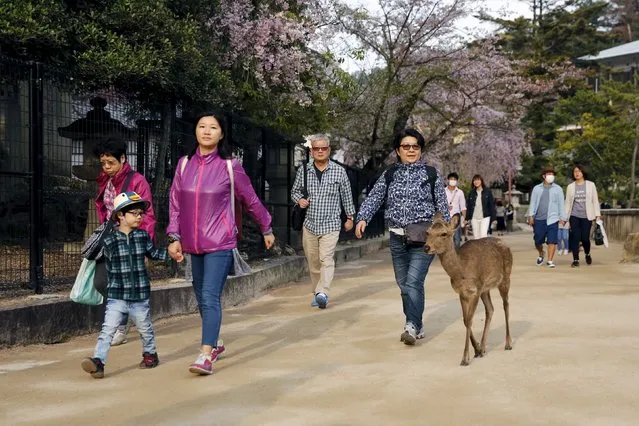Tourists and a tourist-friendly deer walk along after tourists were asked to leave the area of the Itsukushima Shrine prior to a visit by U.S. Secretary of State John Kerry and G7 foreign ministers, taking a cultural break from their meetings in nearby Hiroshima to visit Miyajima Island, Japan, April 10, 2016. (Photo by Jonathan Ernst/Reuters)