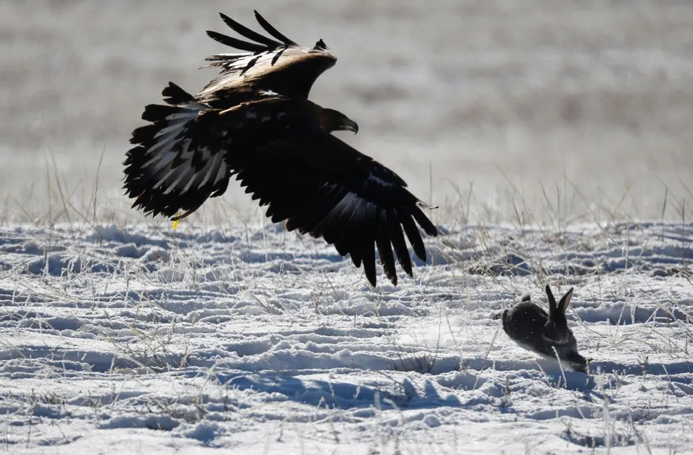 Eagle Hunting in Kazakhstan