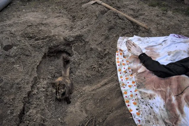 A cat rests inside the grave of Lyudmyla Kononuchenko, 51, who was buried by family and friends after being hit by a rocket on March 23 during the war with Russia, in Irpin, in the outskirts of Kyiv, Ukraine, Friday, April 15, 2022. Kononuchenko's body was exhumed from her yard and taken to the morgue for analysis. (Photo by Rodrigo Abd/AP Photo)
