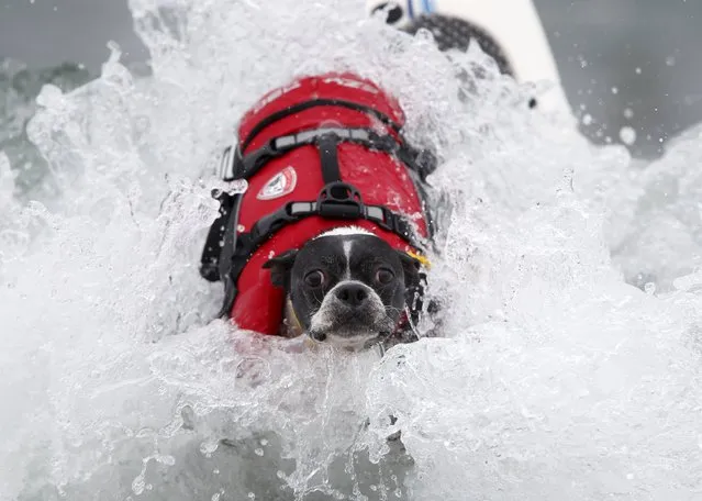 A Boston terrier crashes on a wave during a competition in the 10th annual Petco Unleashed surfing dog contest at Imperial Beach, California August 1, 2015. (Photo by Mike Blake/Reuters)