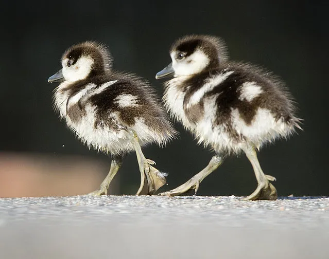 Two Egyptian goslings walk along the river Main in Frankfurt, Germany, Tuesday, April 30, 2019. (Photo by Michael Probst/AP Photo)