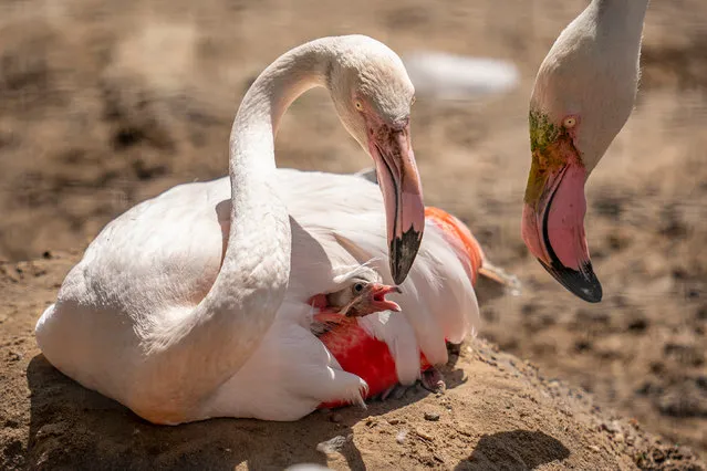 Greater flamingos with a chick in Marwell, England on January 14, 2020. Staff at the Hampshire zoo have been counting more than 3,500 animals for an annual stocktake. (Photo by Marwell Zoo/PA Wire Press Association)