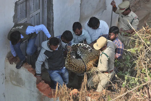 Indian wildlife officials carry a tranquillized leopard which was found on the terrace of a house in Shadnagar 55 kilometers ((34 miles) from Hyderabad, India, Monday, January 20, 2020. A leopard that ran into a house and sparked a frantic search in southern India on Monday has been caught and tranquilized. (Photo by Mahesh Kumar A./AP Photo)