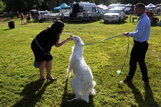 A woman greets Glace, a Borzoi dog, in the benching area ahead of the breed judging during the 146th Westminster Kennel Club Dog Show at the Lyndhurst Estate in Tarrytown, New York, U.S., June 20, 2022. (Photo by Mike Segar/Reuters)