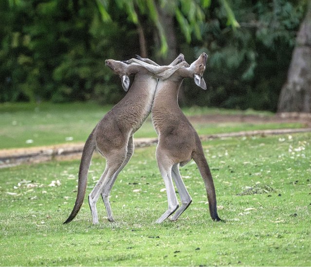 A pair of kangaroos fight in what may be a battle over territory in Yanchep National Park, Western Australia in the first decade of October 2024. (Photo by Ahmad Abdelhameed/Solent News)