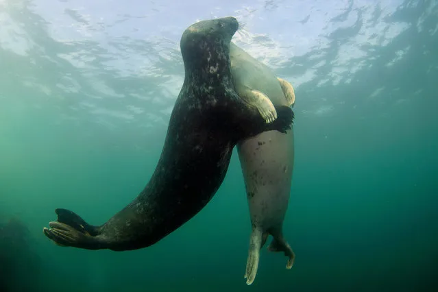 Playful seals. The pair of playful seals swim around each other. Two passionate seals were captured on camera in a tender embrace by underwater photographer Robert Bailey, 50, near the Farne Islands off the Northumberland coast, UK. (Photo by Robert Bailey/Medavia)