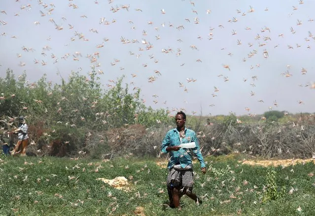 A Somali farmer walks among desert locusts in a grazing land on the outskirt of Dusamareb in Galmudug region, Somalia on December 21, 2019. (Photo by Feisal Omar/Reuters)