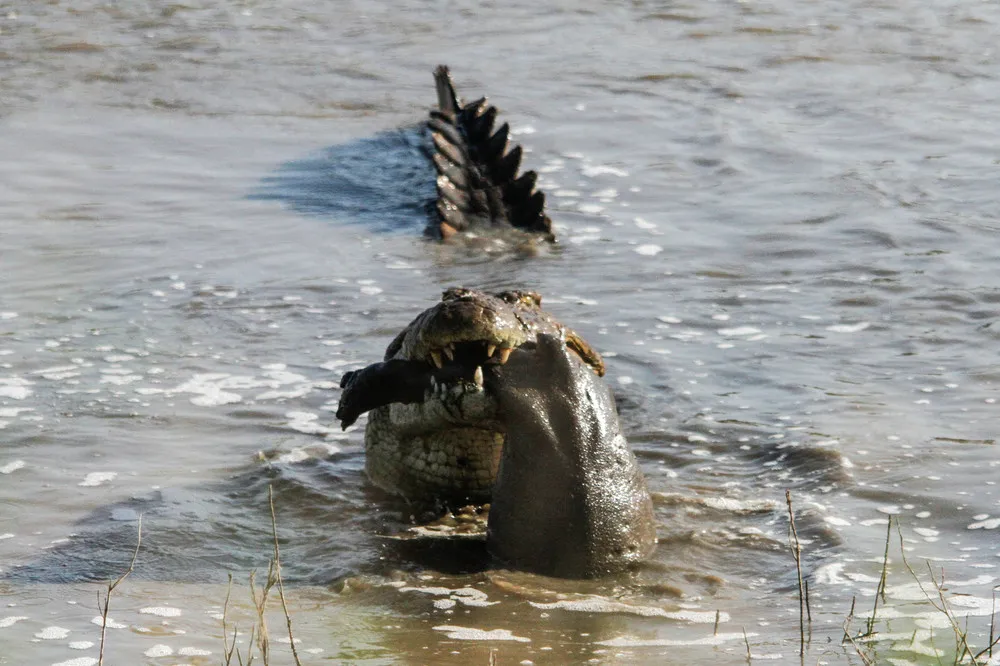 An Enormous Crocodile Mauls a Young Hippo in South Africa