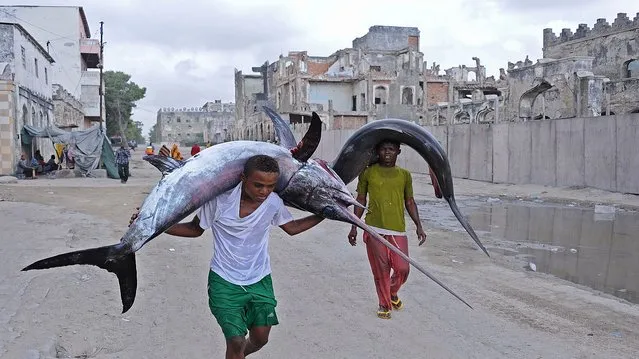 Porters carry the carcasses of a marlin (L) and a shark (R) on their heads to the local market in Hamarweyne near the port of Mogadishu on the Indian Ocean coast on November 18, 2014 in the Somalia capital as fishermen bring in their catch. (Photo by Mohamed Abdiwahab/AFP Photo)