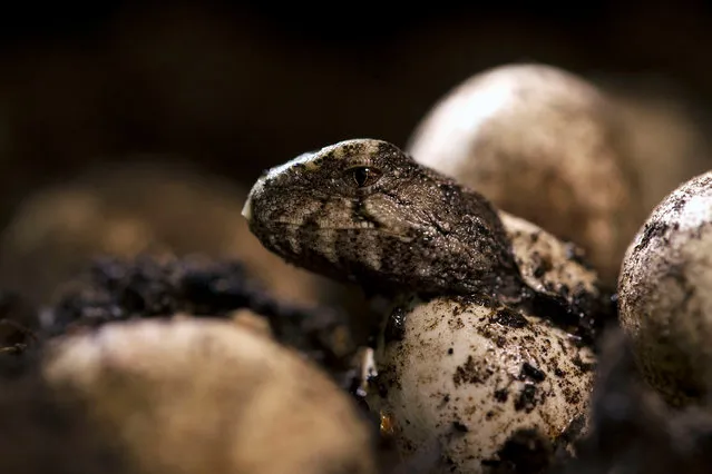 Tuatara hatch after one of the longest incubations of any reptile. Hatchlings clamber out from an underground egg chamber which their mother dug around 16 months ago. (Photo by Christina Karliczek/BBC Pictures/The Guardian)