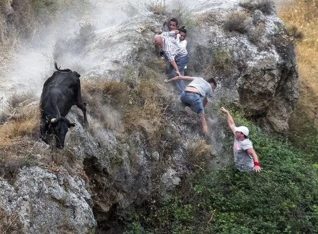 Some runners fall during the “El Pilon” running-the-bulls in the village of Falces, Navarra, northern Spain, 16 August 2022. “El Pilon” running-the-bulls is held on a hill where runners have to avoid the herd of cows on a 800 meter long and narrow slope with the mountain on one side and a steep cliff on the other. (Photo by Peio H/EPA/EFE)