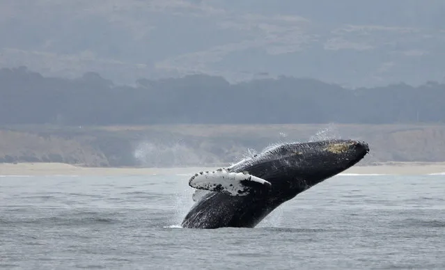 In this Monday, August 7, 2017 photo, a humpback whale breeches off Half Moon Bay, Calif. California’s Dungeness crab season has ended but the fishermen who go after Dungeness are back at sea. Commercial fishermen at Half Moon Bay and five other California ports this year are using cellphone GPS to help recover abandoned crabbing gear that can snare and kill whales. (Photo by Eric Risberg/AP Photo)